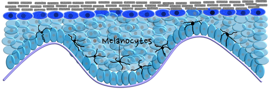 melanocyte 3