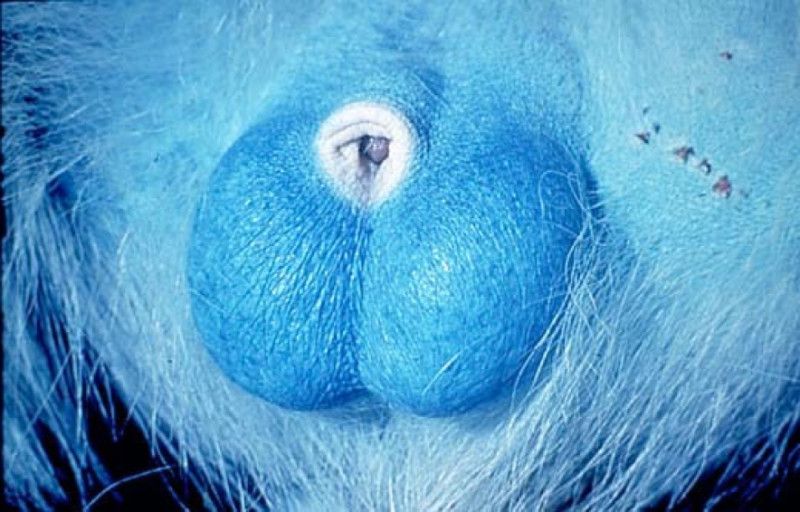 blue vervet scrotum 800px