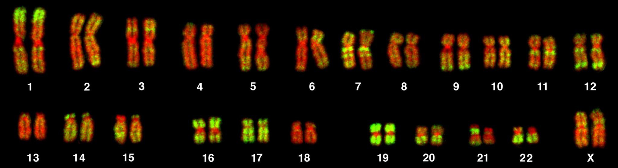 chromosomes 800 px