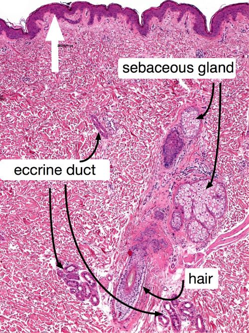 skin annotated histology 500