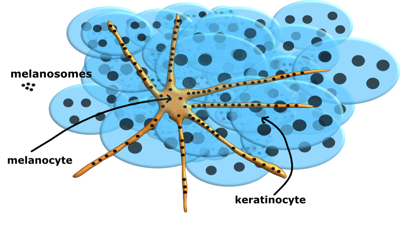 melanocyte 3